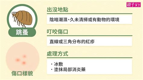 跳蚤圖片|跳蚤咬怎麼止癢？跳蚤怕什麼？怎麼除跳蚤？跳蚤咬特。